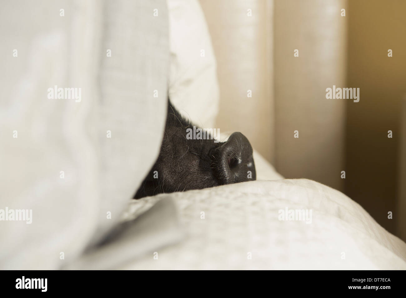 Un mini vaso panciuto suino che giace sotto le coperte di un letto di Austin in Texas USA Foto Stock