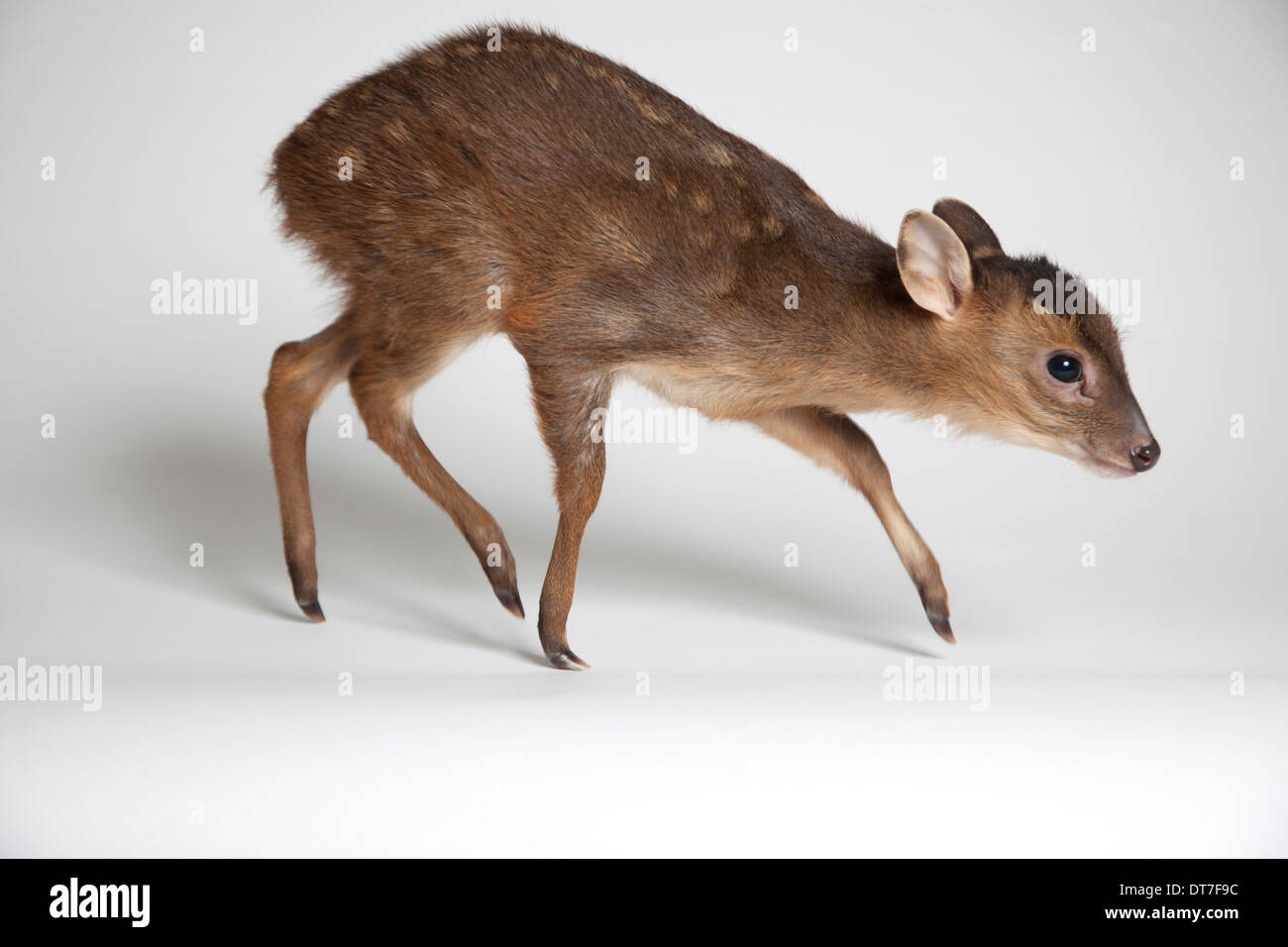 I capretti Muntjac deer in studio Foto Stock