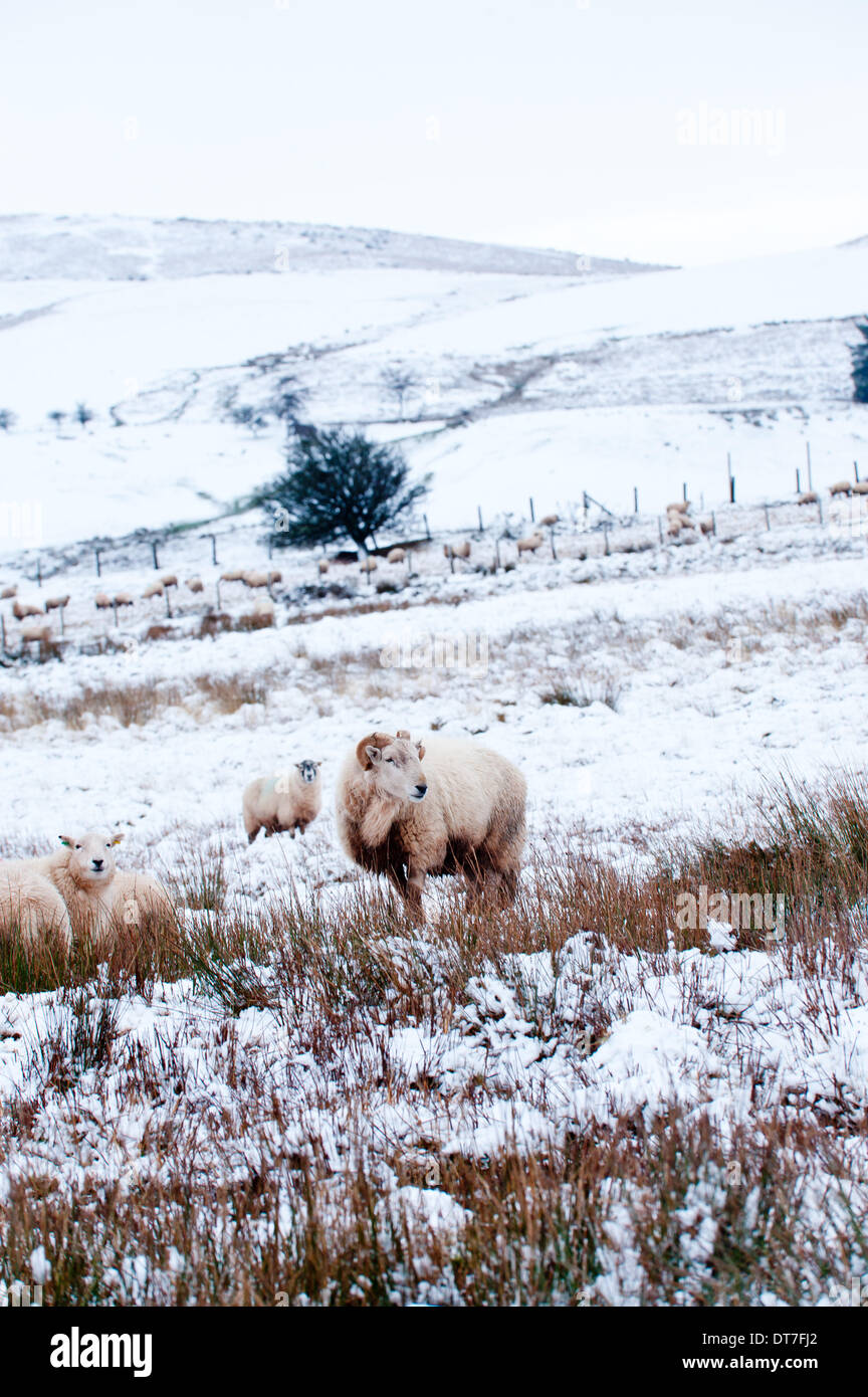 Mynydd Epynt altopiano, Powys, Wales, Regno Unito. Xi Febbraio, 2014. Una ram si erge circondato dalla neve dopo il forte vento e la pioggia si è rivolta a una bufera di neve questa mattina nel Galles centrale. Credito: Graham M. Lawrence/Alamy Live News. Foto Stock