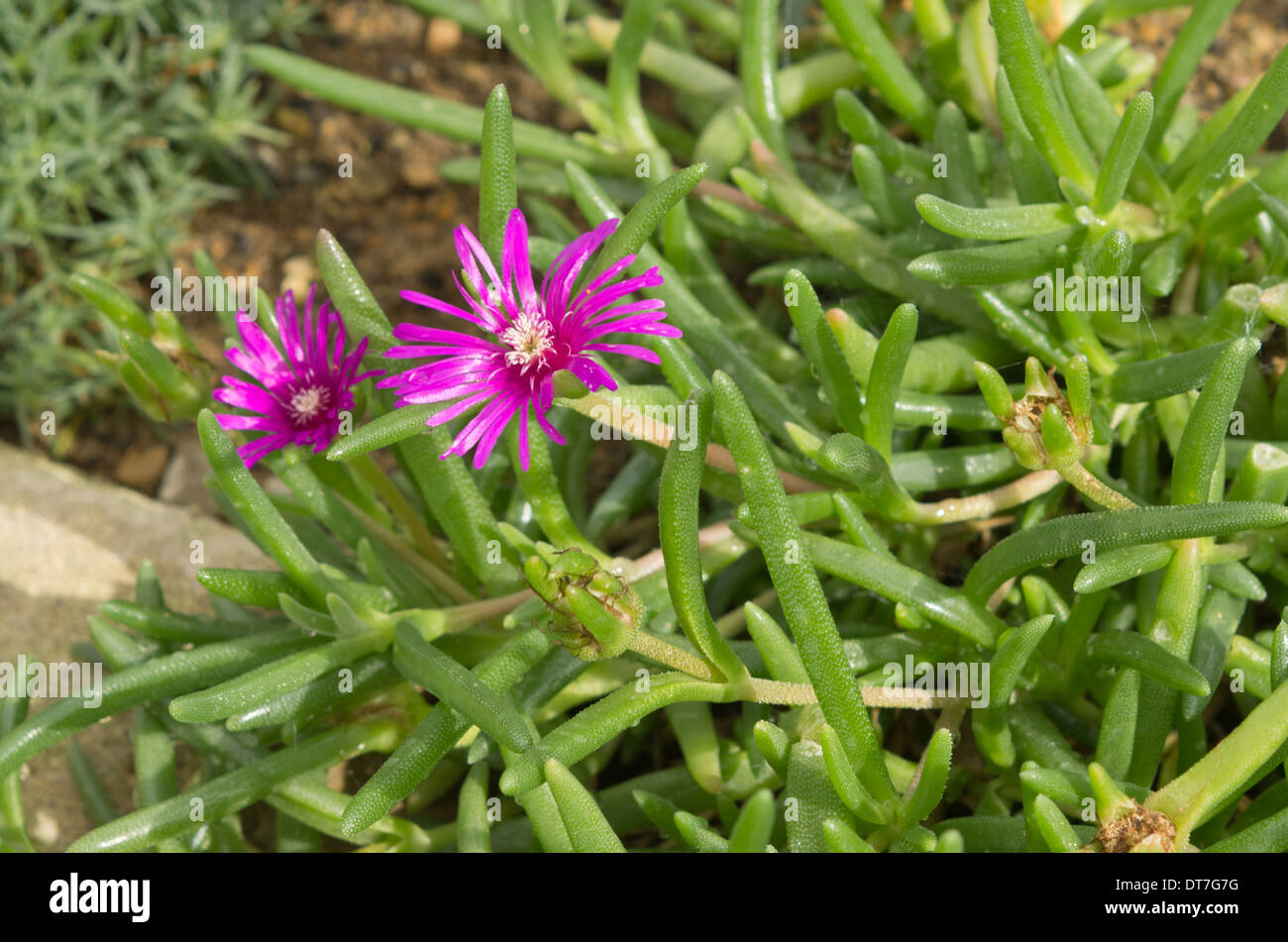 Delosperma cooperi Foto Stock