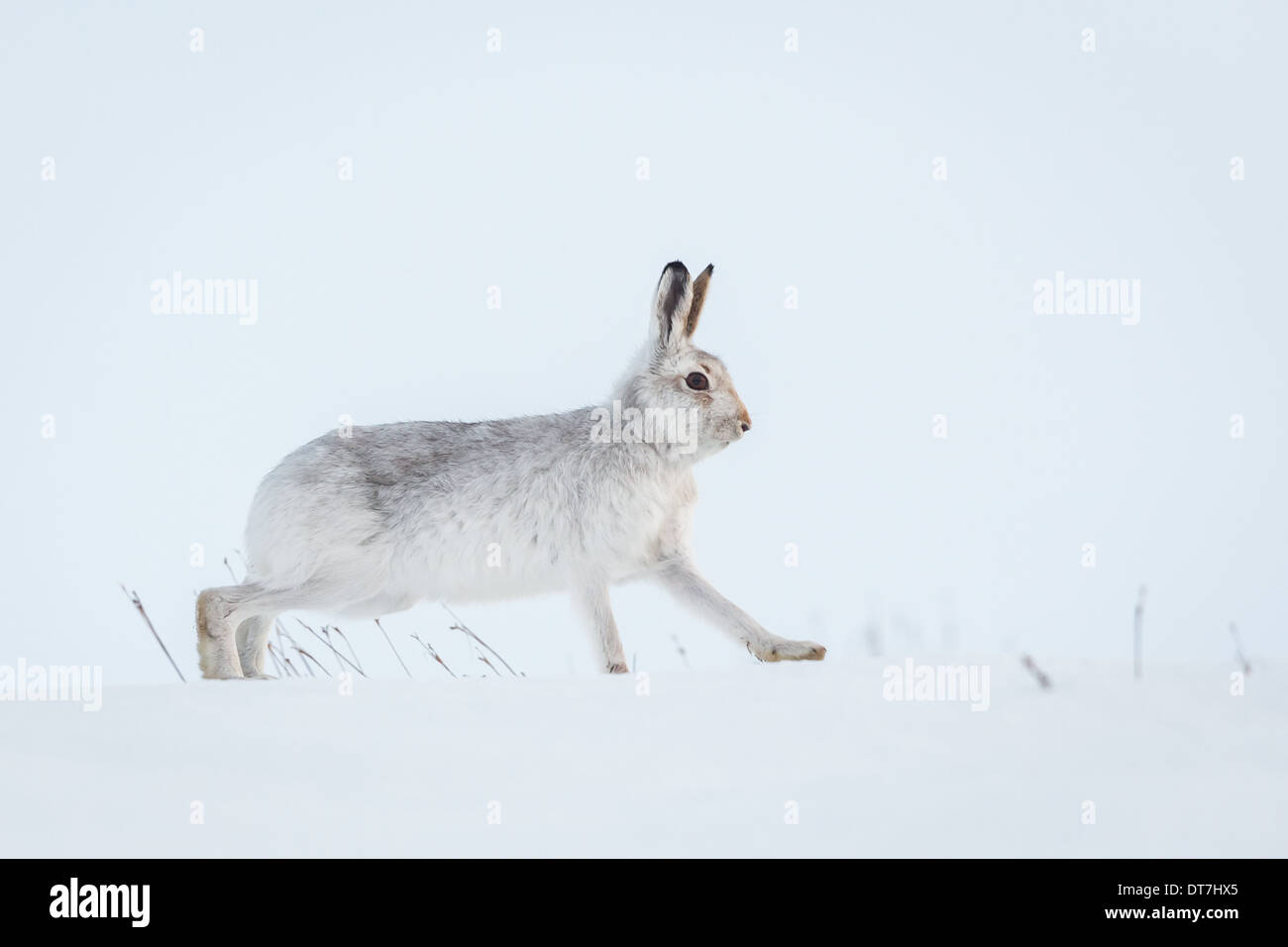 Montagna scozzese lepre (Lepus timidus) in cappotto invernale in esecuzione in paesaggi innevati, Highlands, Scotland, Regno Unito Foto Stock