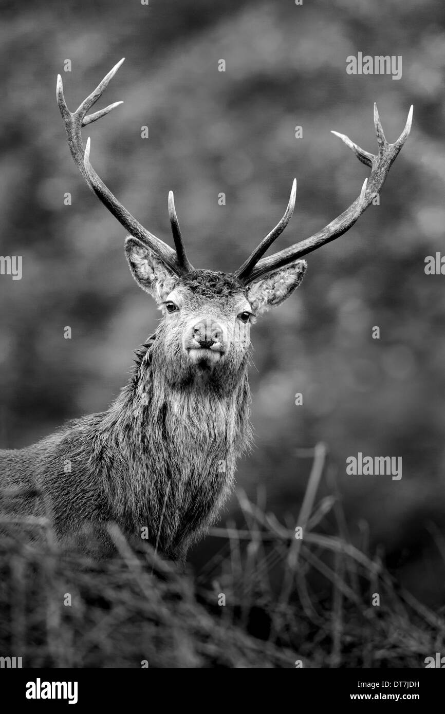 Red Deer cervo (Cervus elaphus) coetanei su una collina erbosa lungo Glen Etive, altopiani, Scozia Foto Stock