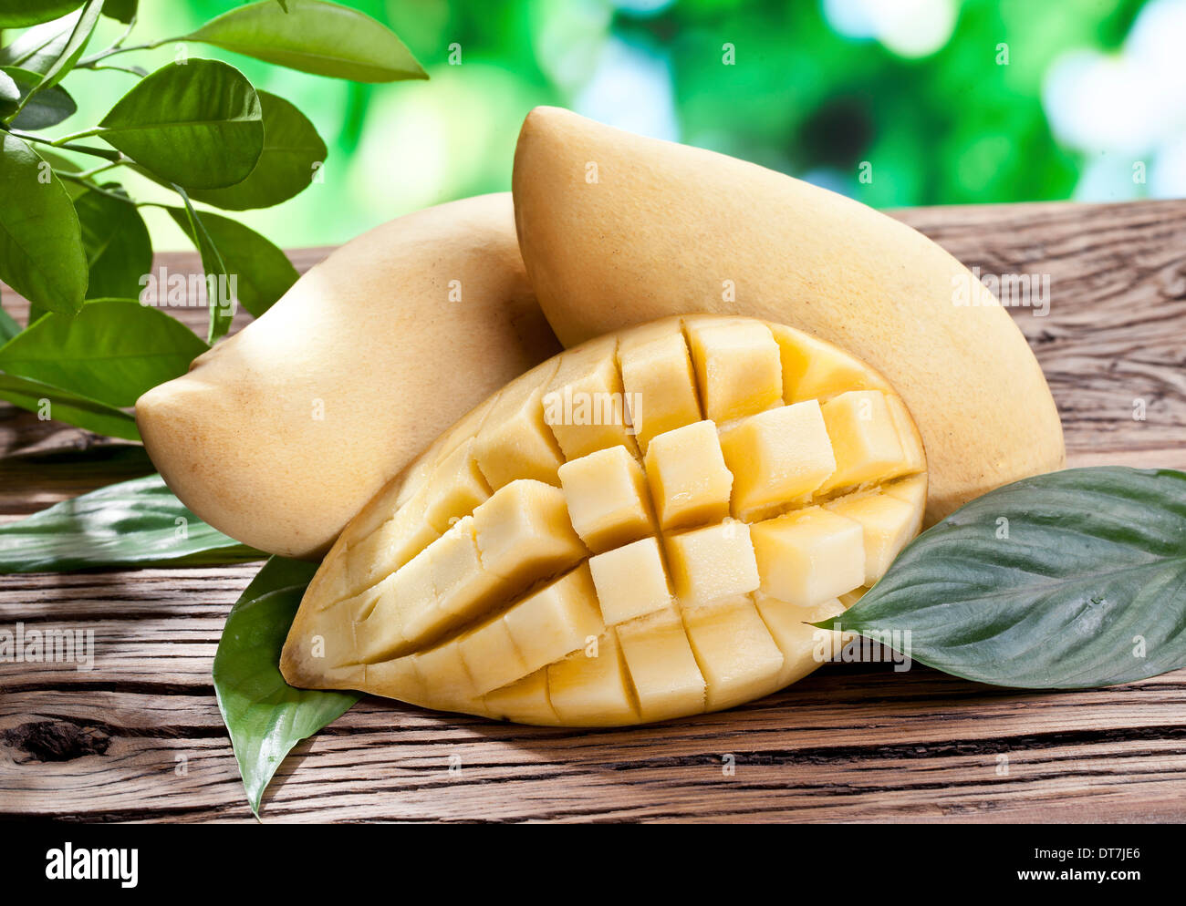 Frutti di mango, su di un tavolo di legno con fogliame verde sullo sfondo. Foto Stock