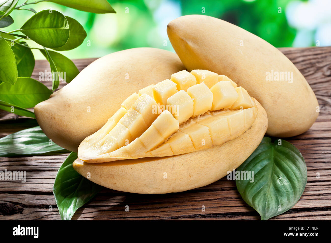 Frutti di mango, su di un tavolo di legno con fogliame verde sullo sfondo. Foto Stock