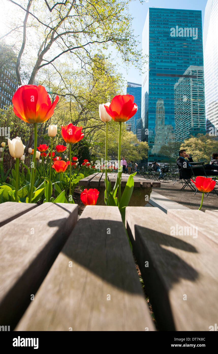 Tulipani a molla in un pomeriggio soleggiato in Bryant Park, Midtown Manhattan New York STATI UNITI D'AMERICA Foto Stock