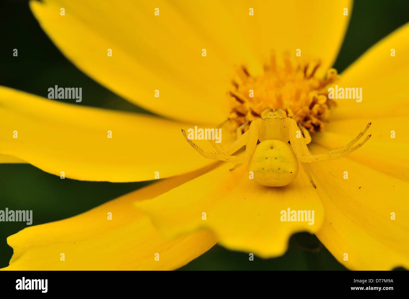 Ben mimetizzata giallo ragno granchio su fiore giallo Foto Stock