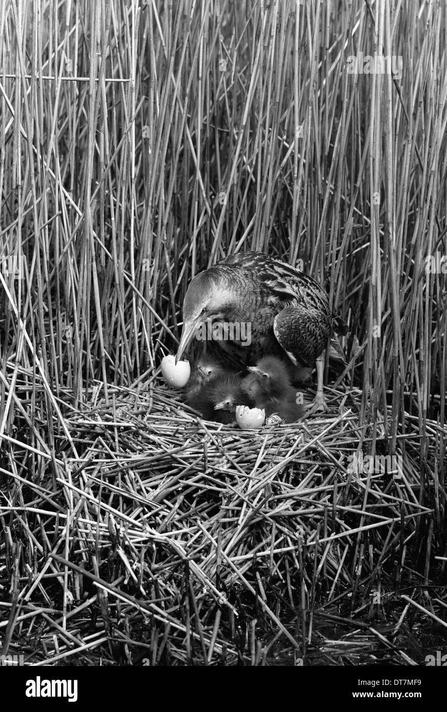Tarabuso a nido, Minsmere Suffolk 1950. Preso da Eric Hosking Foto Stock