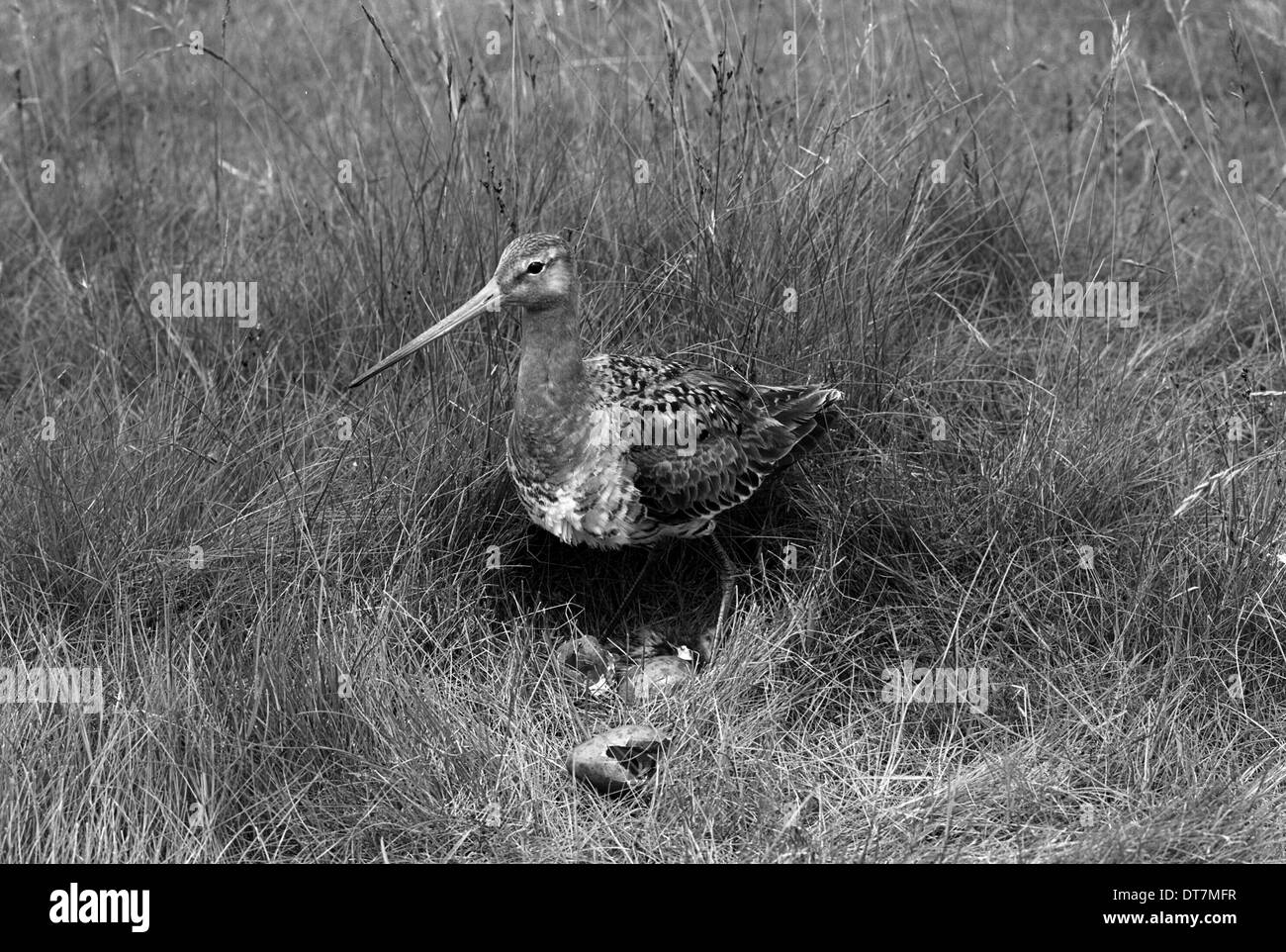Nero tailed Godwit a nido 1952. Preso da Eric Hosking. Foto Stock
