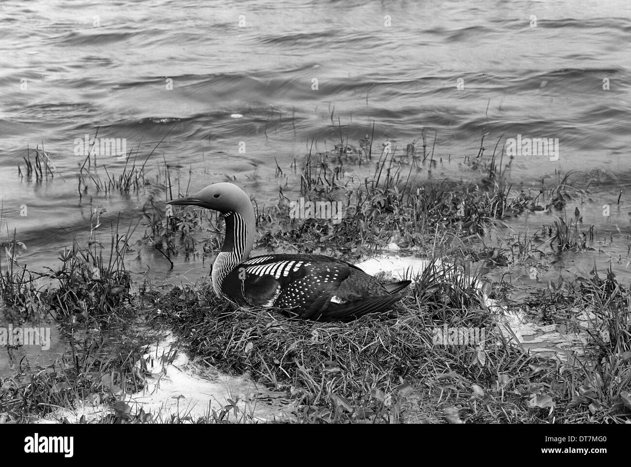 Black throated Diver - Inverness-shire 1947. Preso da Eric Hosking. Foto Stock