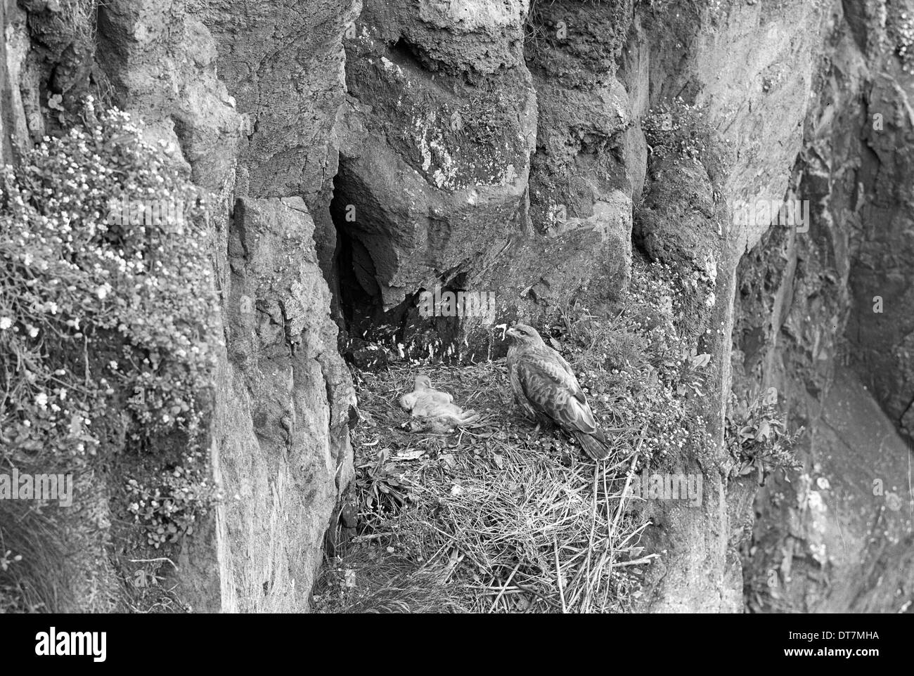 La poiana nidi su Skomer Island, maggio 1953. Preso da Eric Hosking. Foto Stock