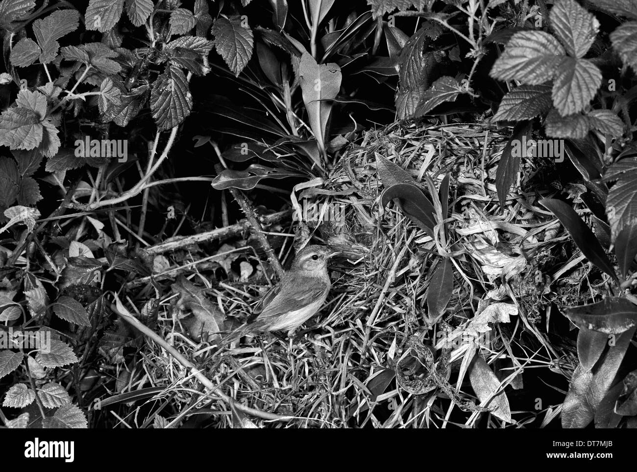 Chiffchaff a nido, Doldowlod Galles - presi da Eric Hosking nel 1954 Foto Stock