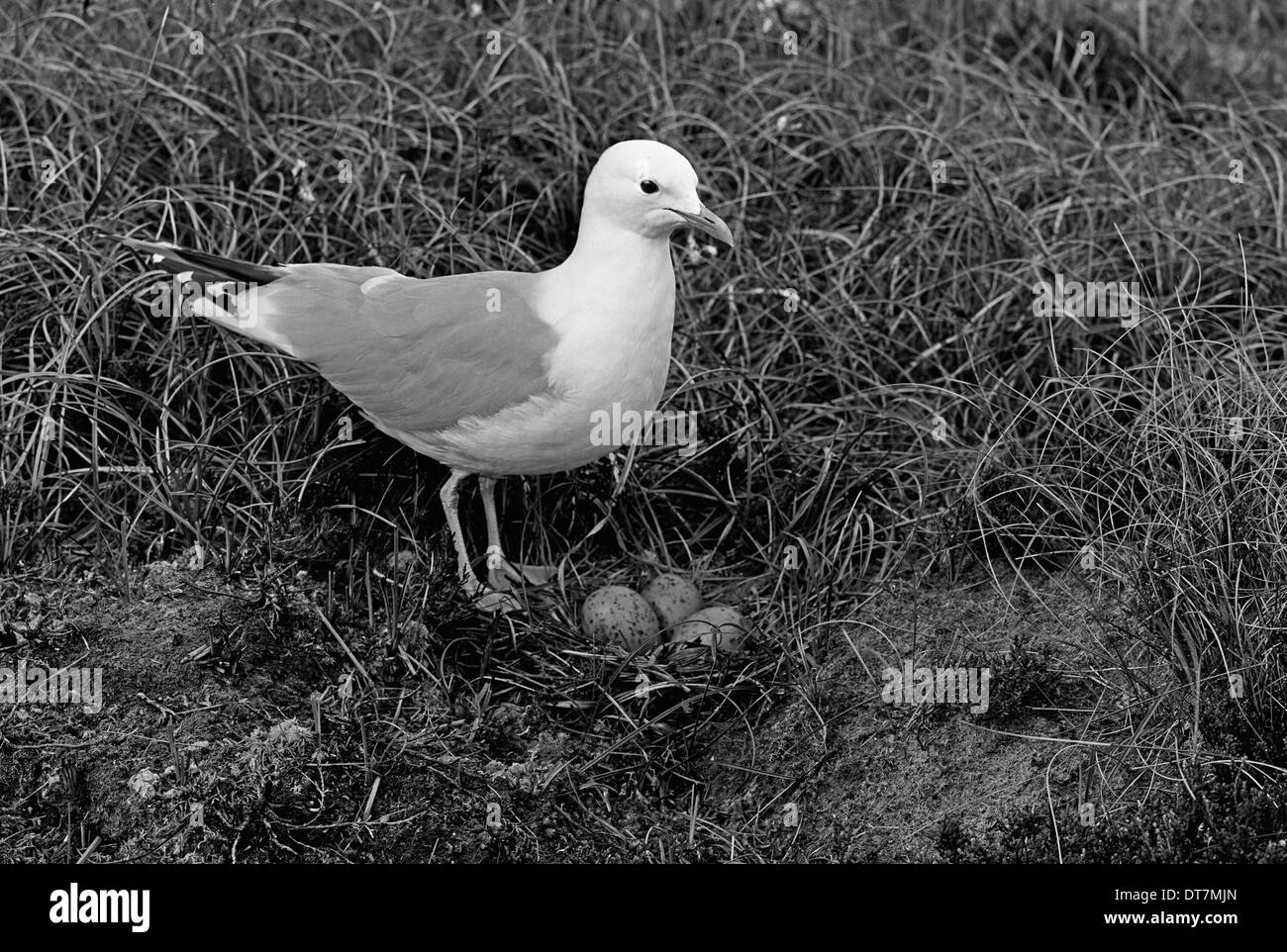 Gabbiano comune a nido Orkney. Prese nel 1946 da Eric Hosking Foto Stock