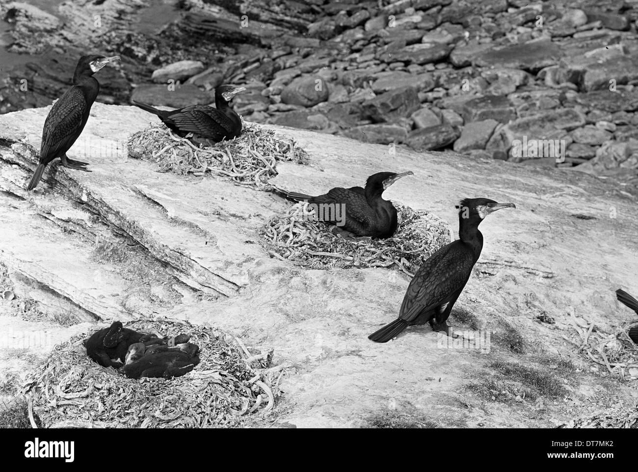 Nidificazione di cormorani - Orkney Greenholmes.adottate nel 1946 da Eric Hosking. Foto Stock
