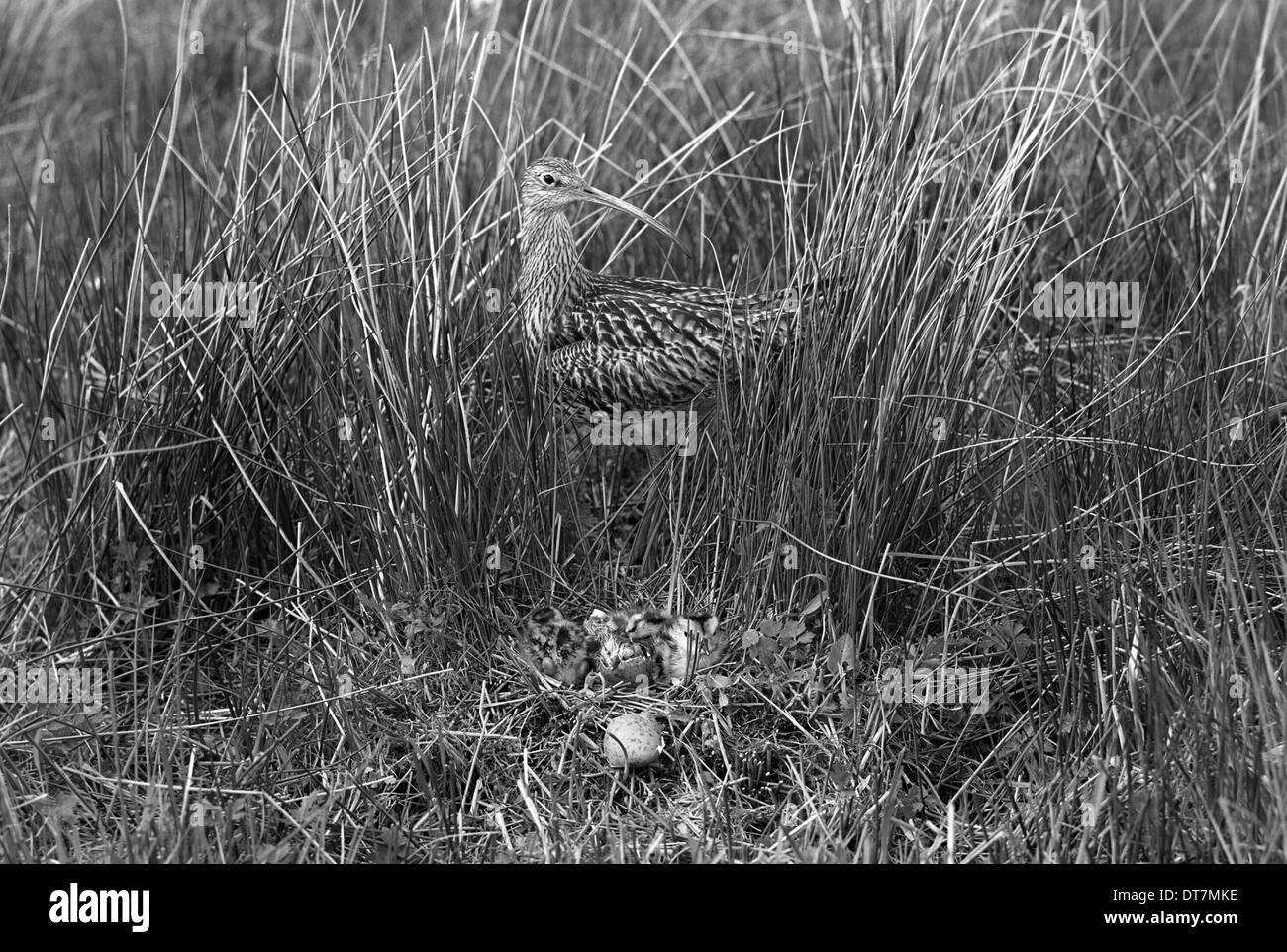 Curlew a nido, Doldowlod Galles. Preso da Eric Hosking nel 1954. Foto Stock