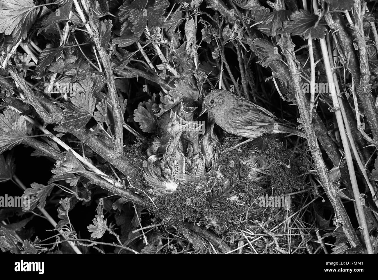 Dunnock o Hedge Sparrow a nido - Eyke, Suffolk. Preso da Eric Hosking nel 1949 Foto Stock