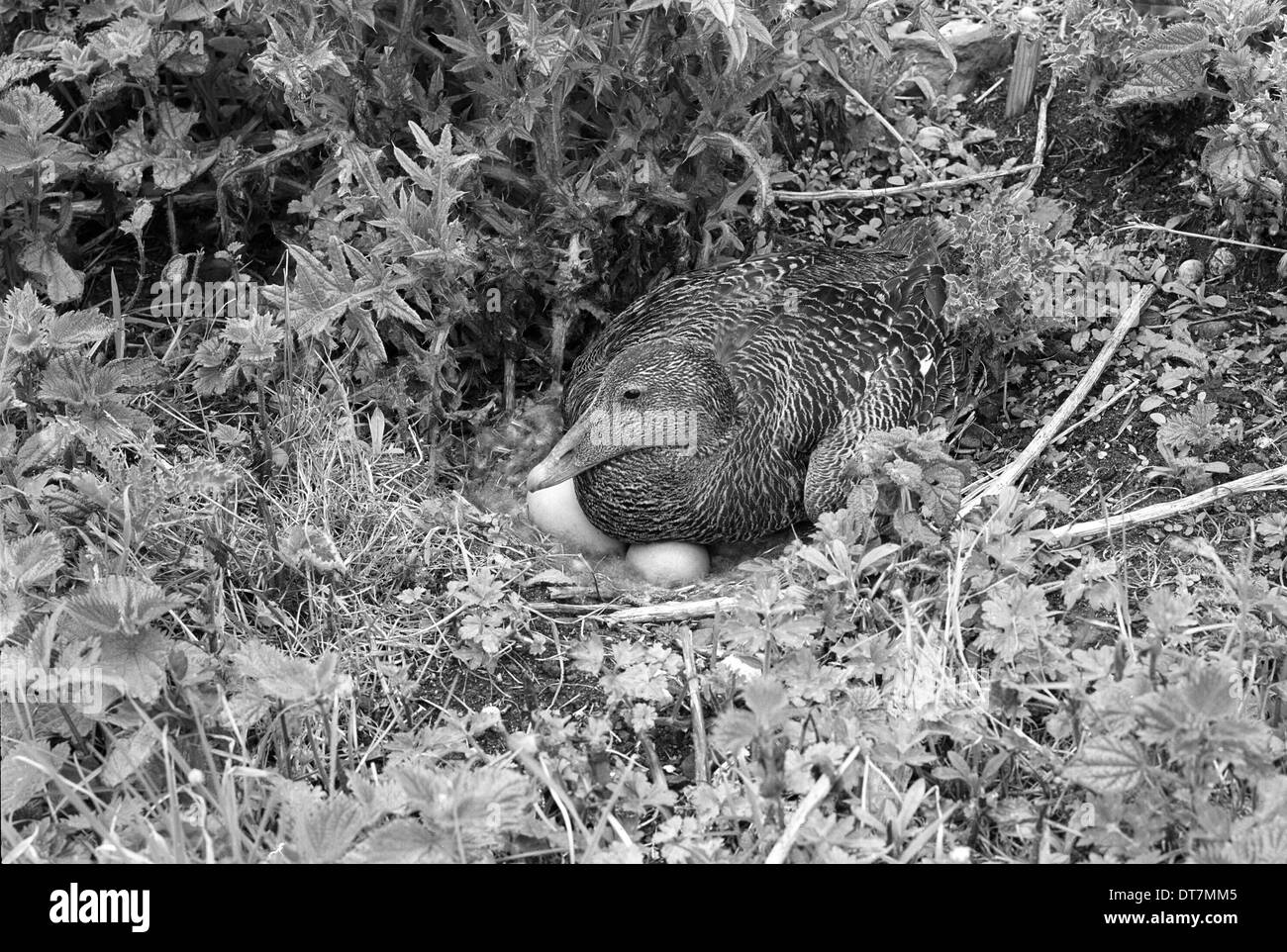 Femmina Eider Duck a nidificano sulle isole di farne. Preso da Eric Hosking nel 1953 Foto Stock