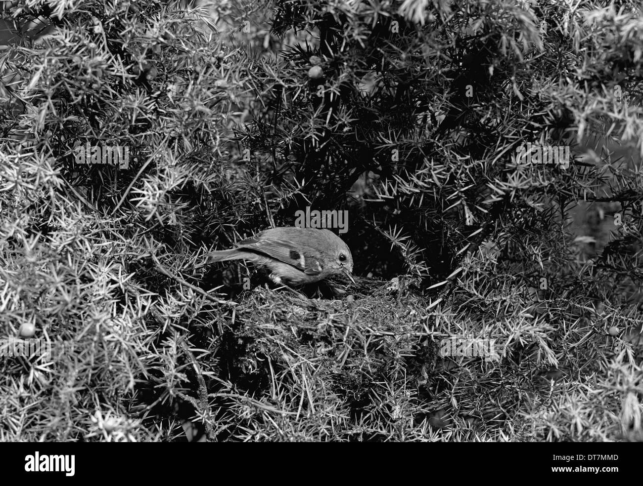 Goldcrest - Aviemore Scozia. Preso da Eric Hosking nel 1939 Foto Stock