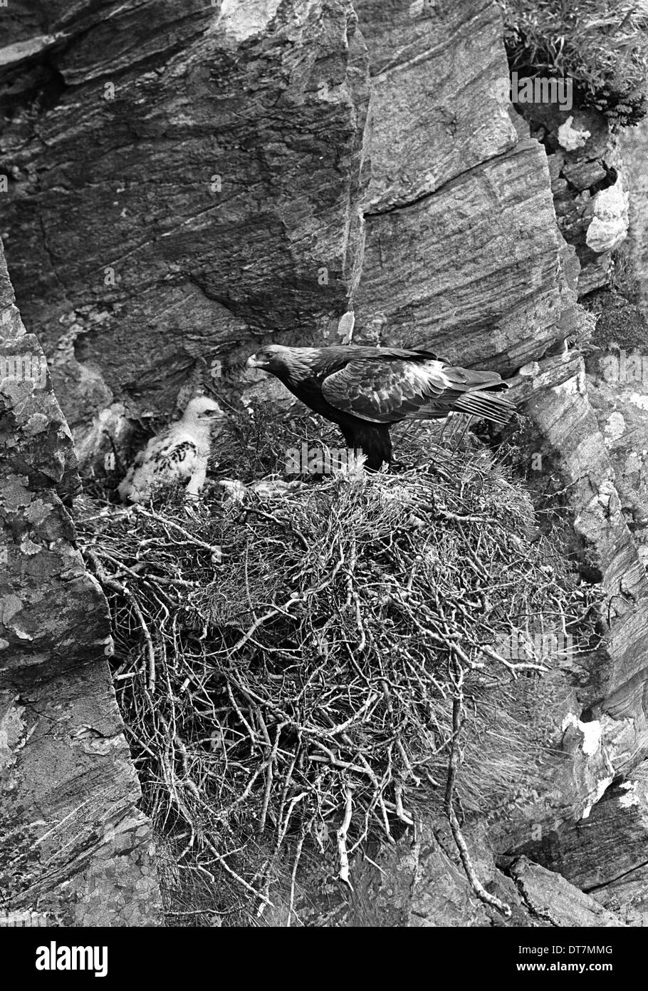 Golden Eagle - Glenborrodale Argyllshire Scozia. Preso da Eric Hosking nel giugno 1939 Foto Stock