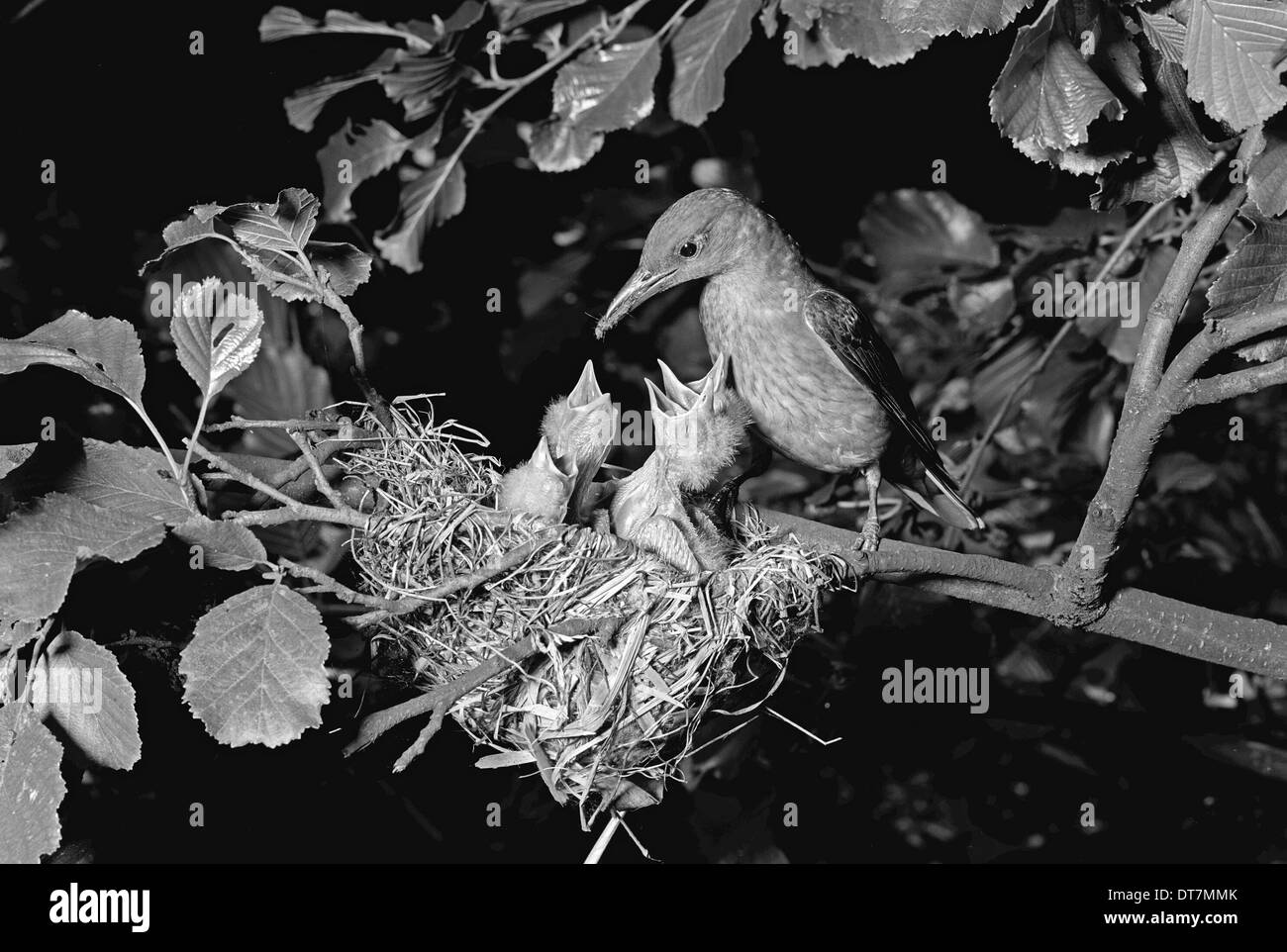 Rigogolo a nido, Hoofdorof Holland. Preso da Eric Hosking nel 1952 Foto Stock