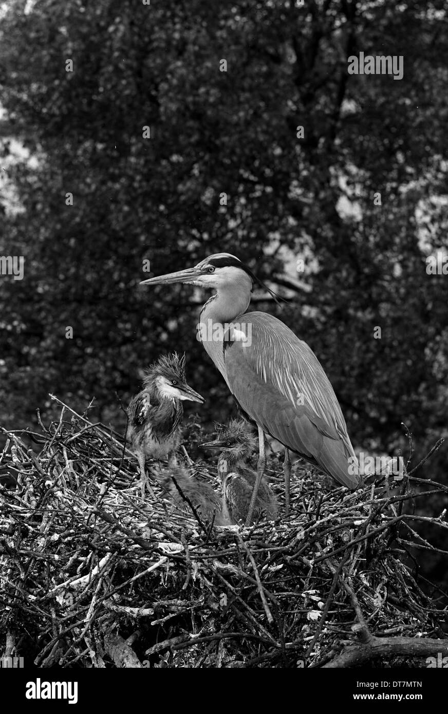 Airone cenerino al nido Walthamstow n. 5 il serbatoio. Preso da Eric Hosking nel 1951 Foto Stock
