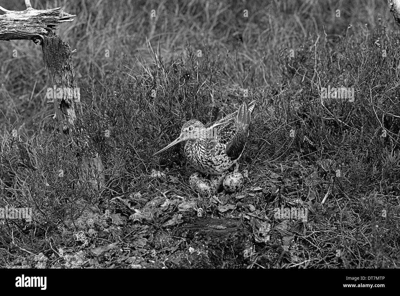 Greenshank a nido, Morlich. Preso da Eric Hosking nel 1947 Foto Stock