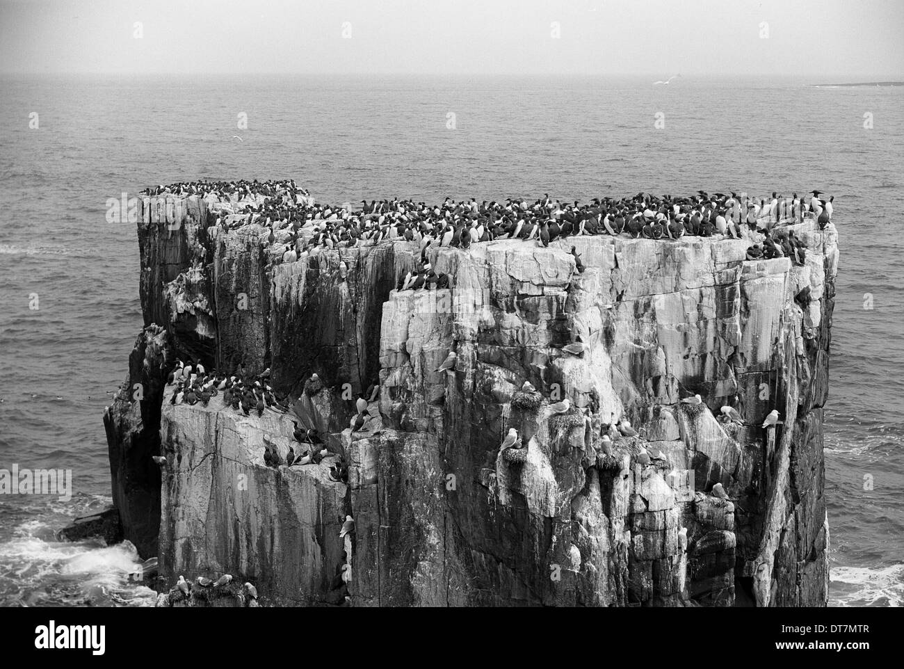 La nidificazione Guillemots farne isola. Preso da Eric Hosking nel 1953 Foto Stock