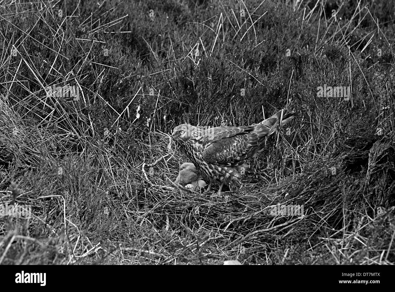 Albanella reale a nido Orkney. Preso da Eric Hosking nel 1946 Foto Stock