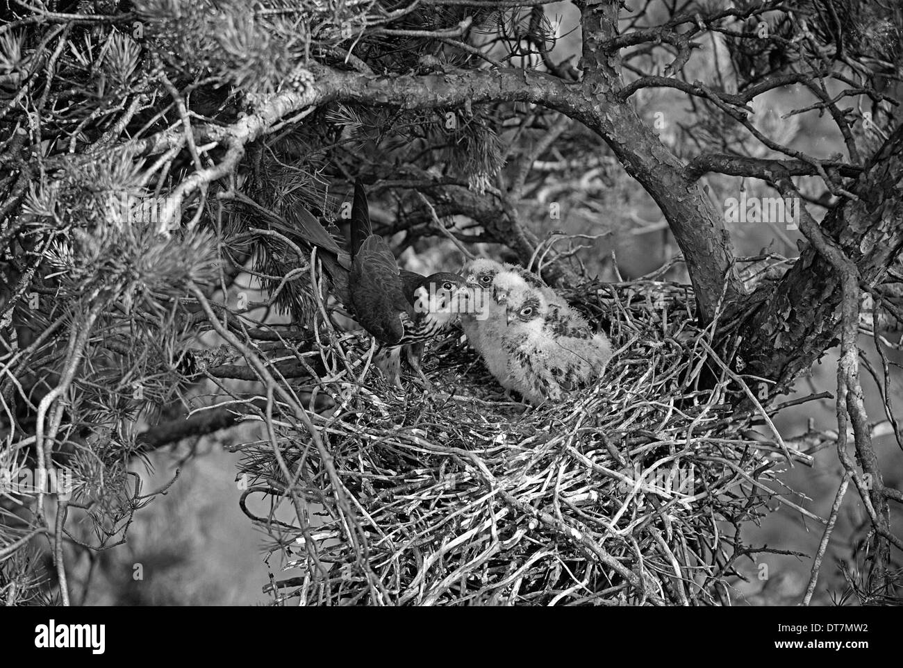 Hobby nido a Camberley. Preso da Eric Hosking nel 1945 Foto Stock