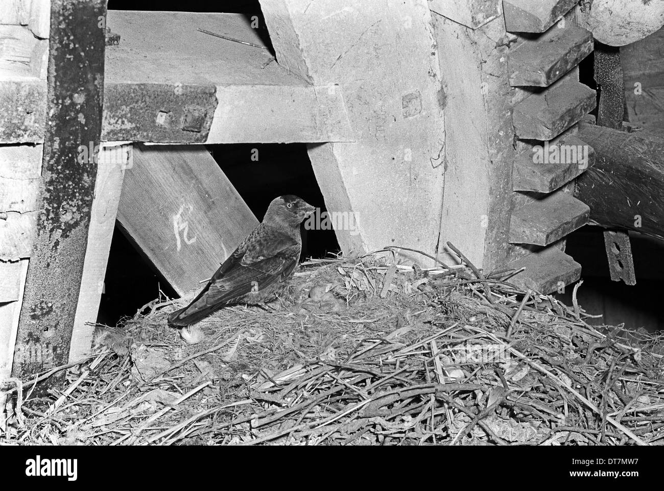 La cornacchia a nido - Hickling Norfolk. Preso da Eric Hosking nel 1941 Foto Stock