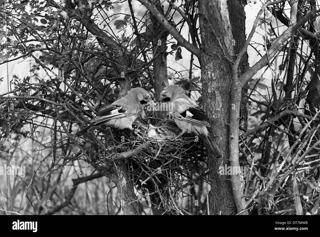 La ghiandaia a nido - Hickling Norfolk. Preso da Eric Hosking 1942 Foto Stock