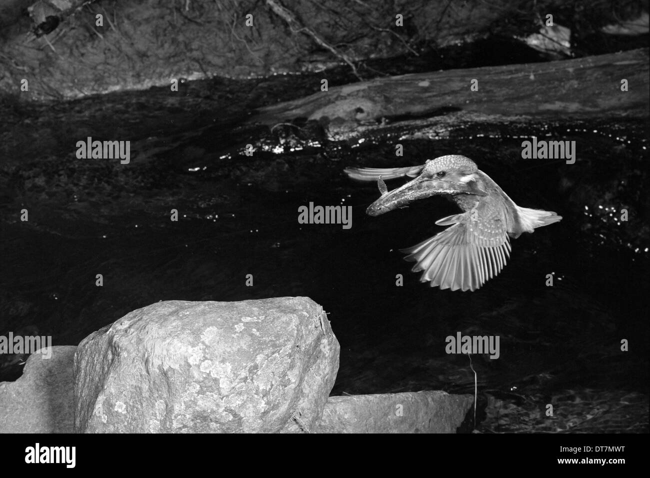 Kingfisher Doldowlod Galles. Preso da Eric Hosking nel 1954 Foto Stock