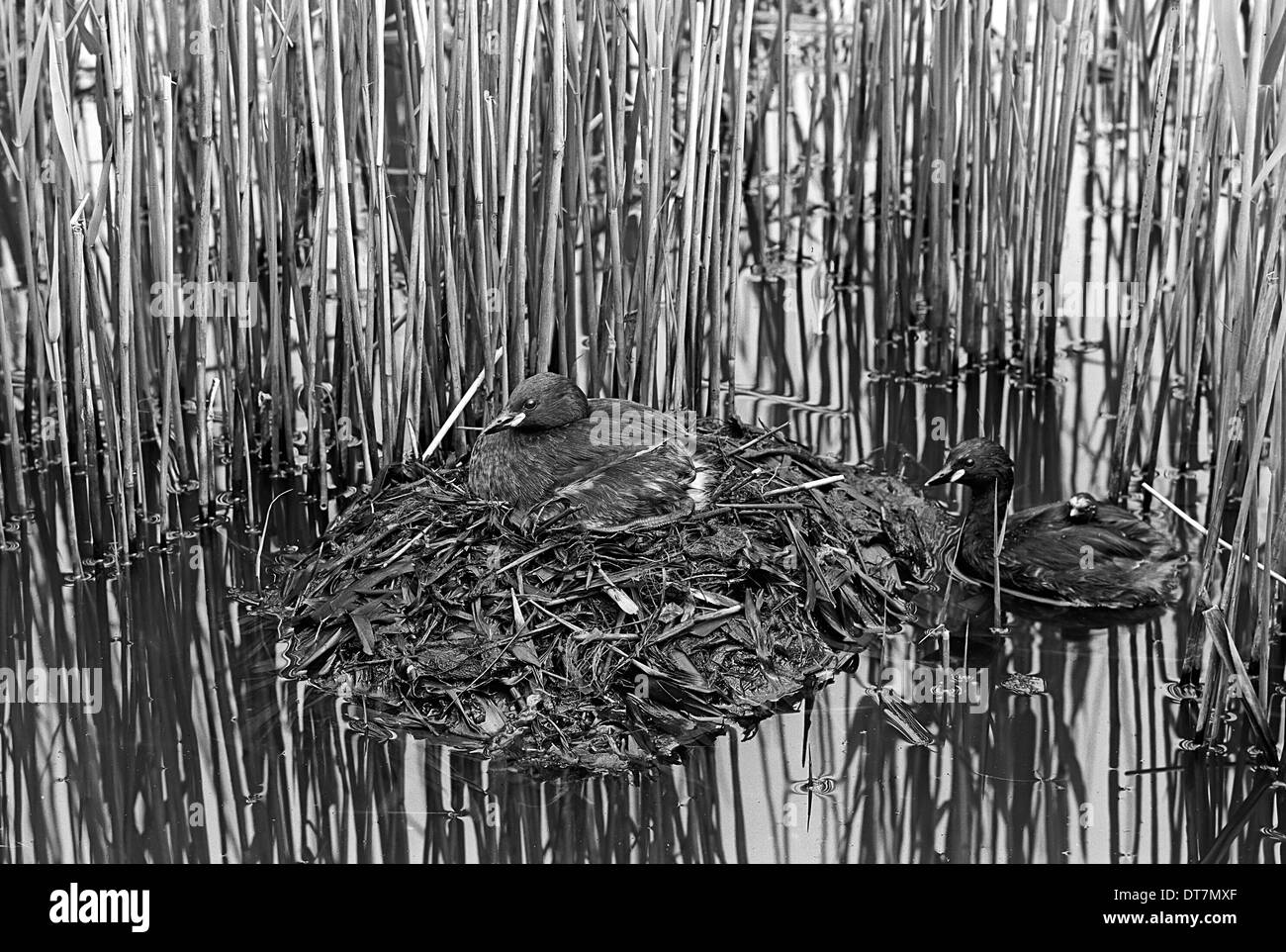 Tuffetto a nido con appena schiuse pulcino, Minsmere. Preso da Eric Hosking nel 1950 Foto Stock