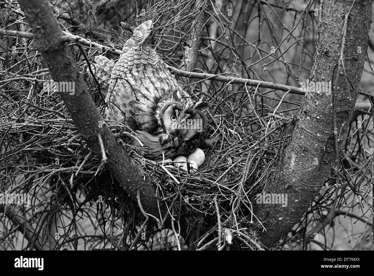 Long eared Owl a nido vicino a Kings Lynn. Preso da Eric Hosking nel 1940. Foto Stock