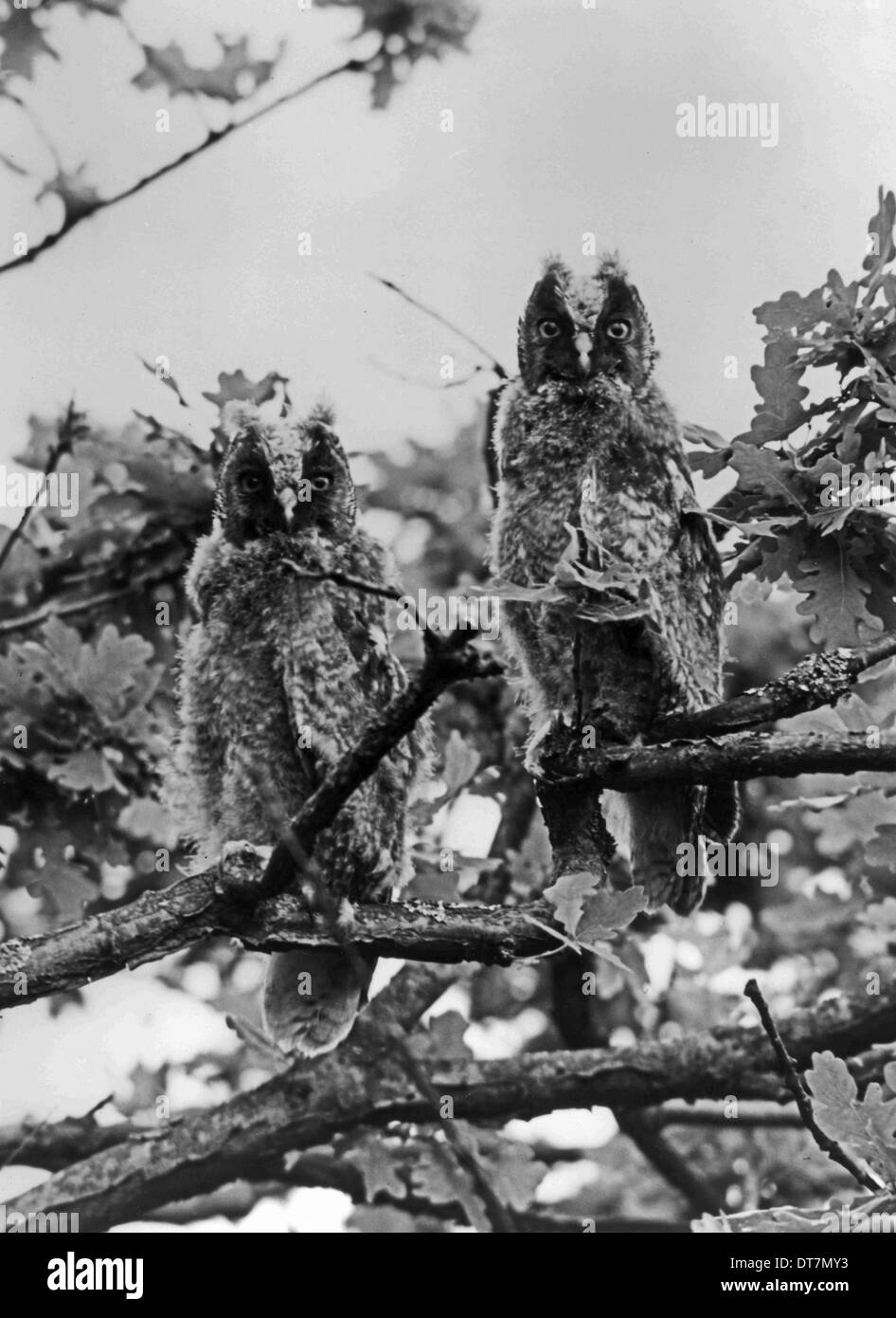 Nuova operatività Long-eared Owls. Maggio 1940 vicino a King's Lynn Norfolk prese utilizzando una fotocamera Sanserson conun Tessar 21cm lente. Prese Foto Stock