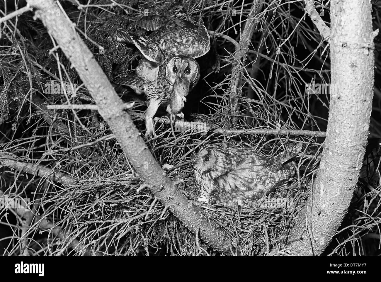 Gufo comune coppia a nido King's Lynn Norfolk. Preso da Eric Hosking nel 1940 Foto Stock