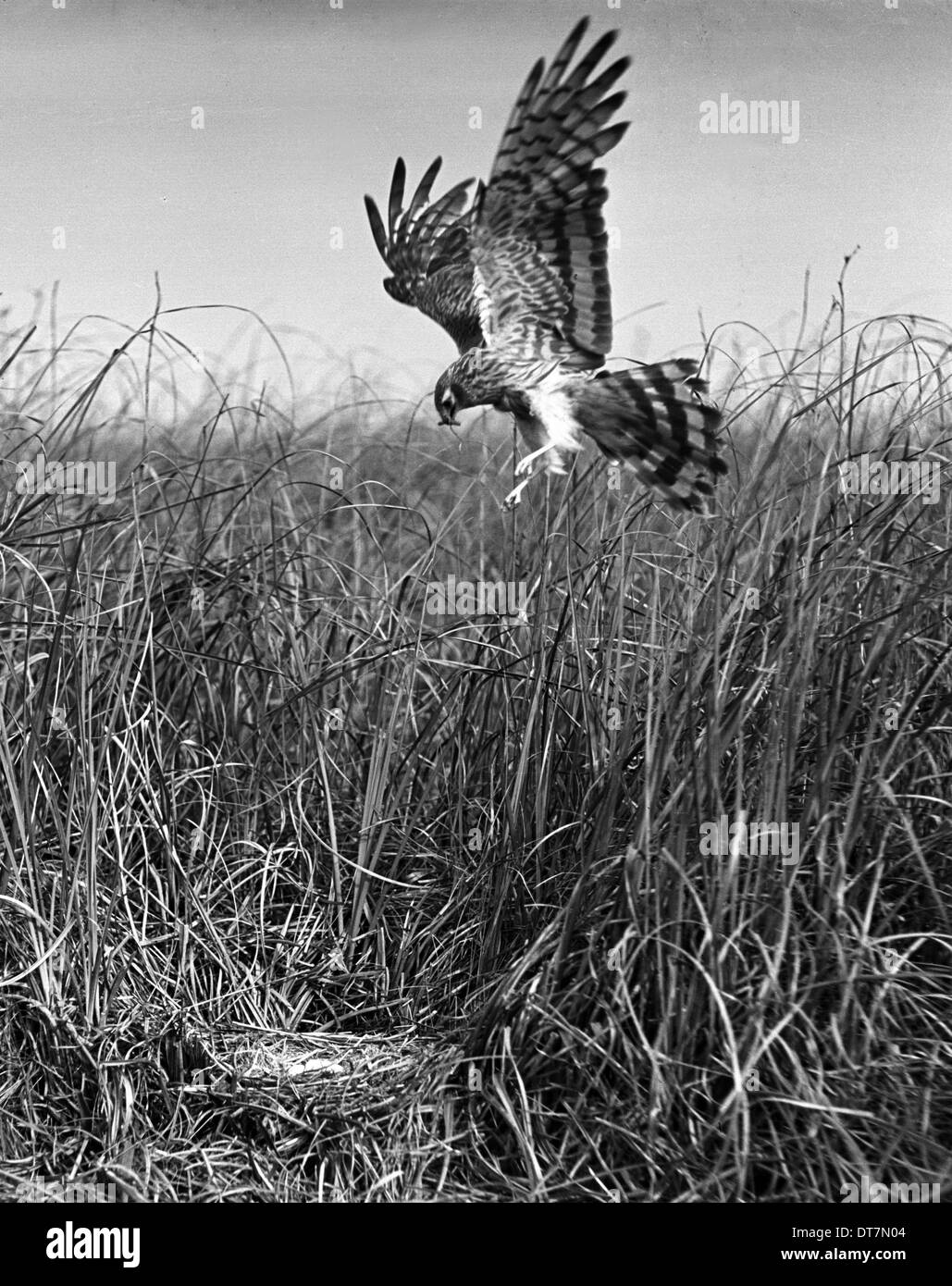 Montagu's Harrier Maggio 1938 Sanderson campo fotocamera,serrac 8.5 pollici lente F/11 1/50 velocità otturatore HSFP film. Questa immagine è stata utilizzata Foto Stock