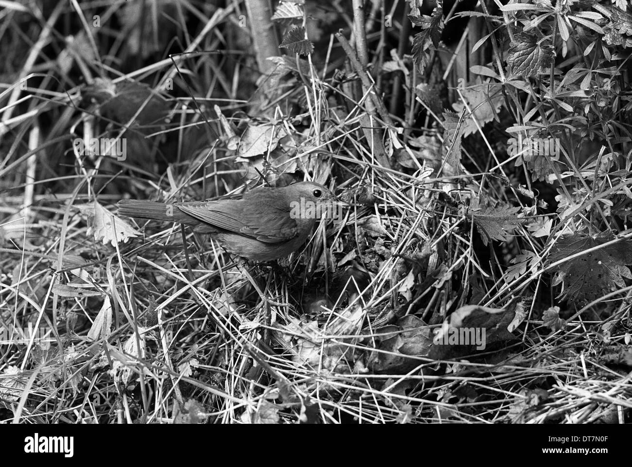 Nightingale a nido, Eyke Suffolk . Preso da Eric Hosking nel 1936 Foto Stock