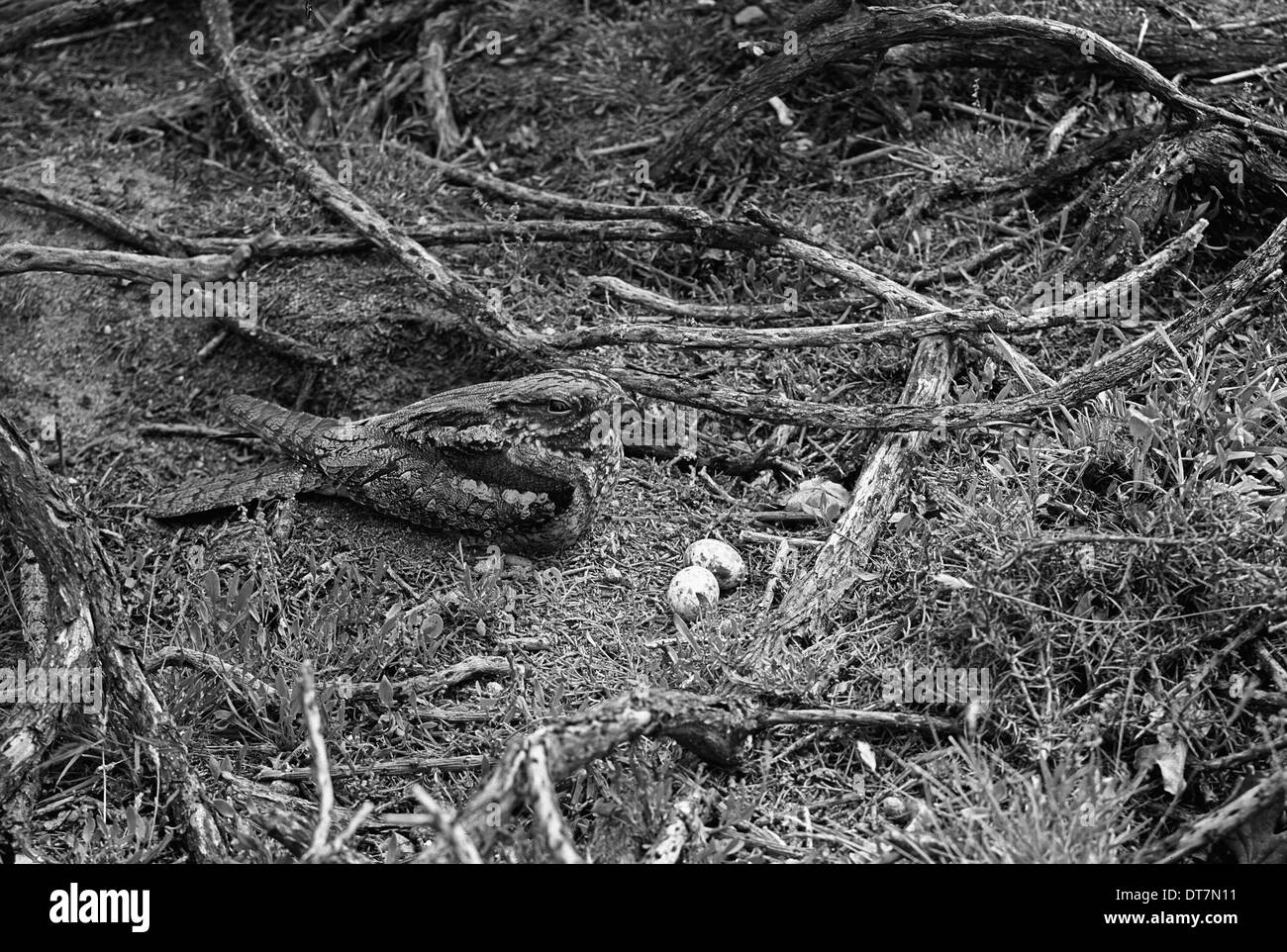 Nightjar a nido con due uova- Staverton Park Suffolk. Preso da Eric Hosking nel 1945 Foto Stock
