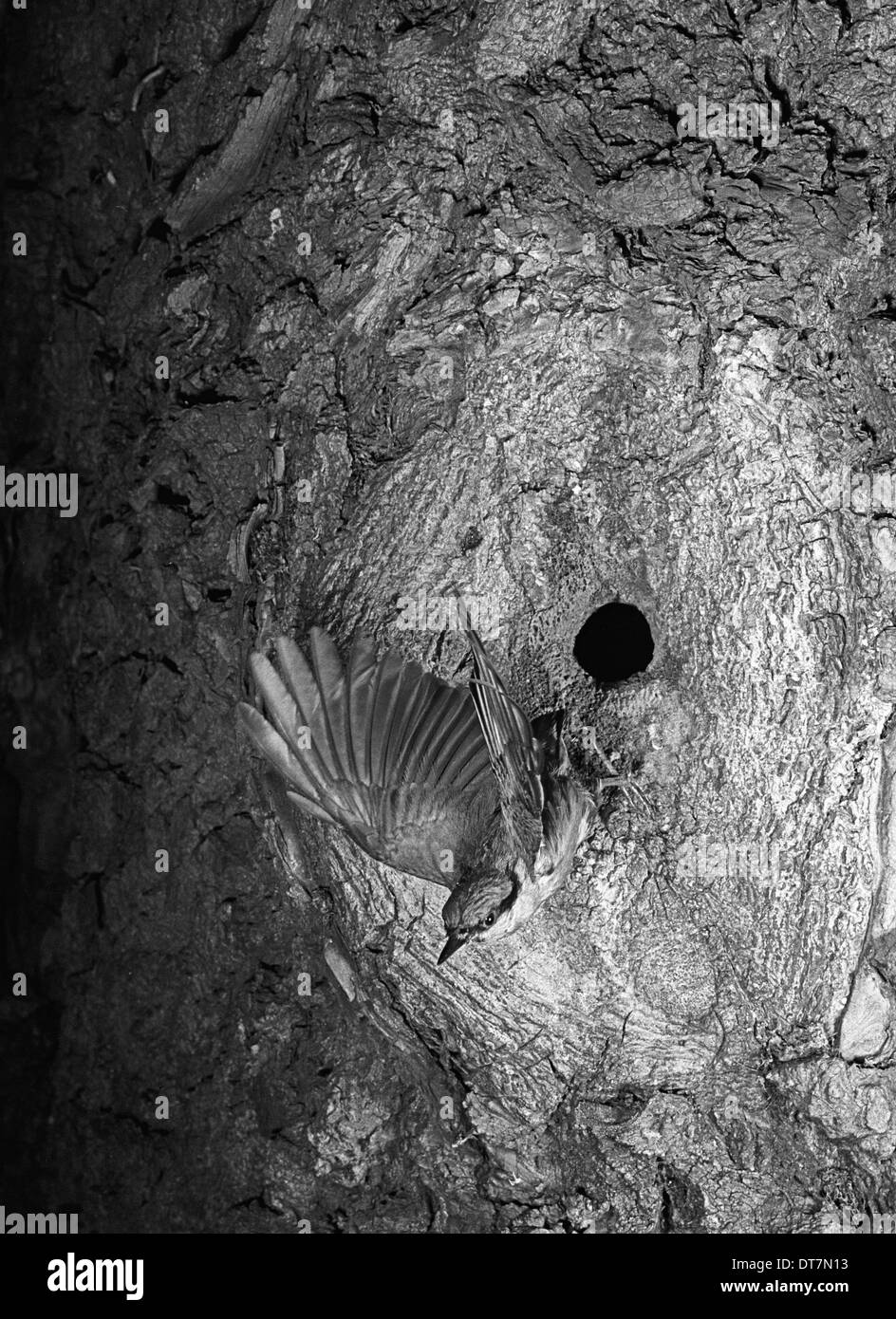 Picchio muratore battenti dal nido. Mistley Essex. Preso da Eric Hosking nel 1949 Foto Stock