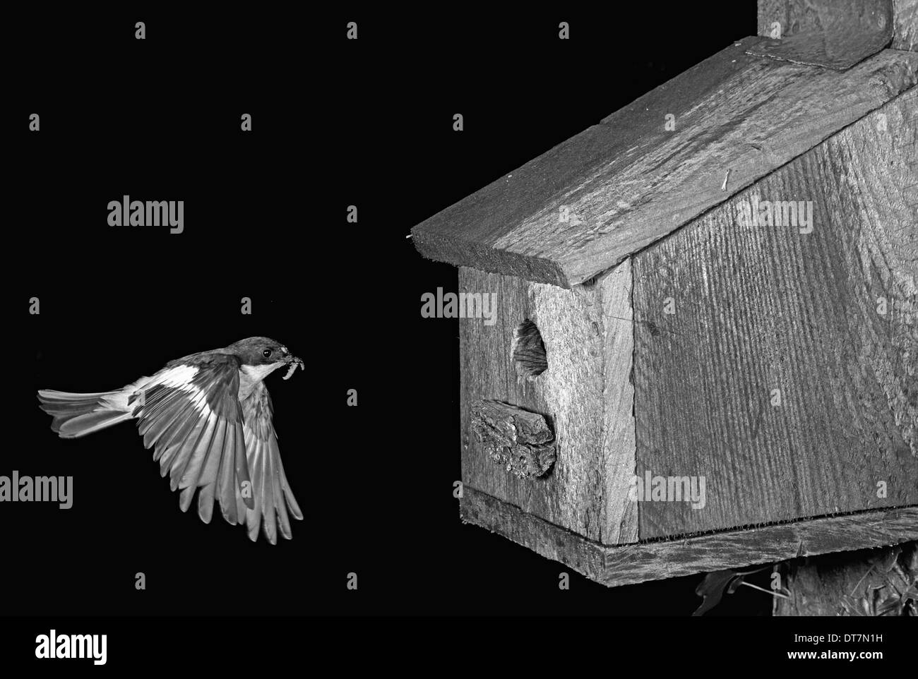 Pied Flycatcher battenti al nesting box - Llysdinum, Galles. Preso da Eric Hosking nel giugno 1954 Foto Stock