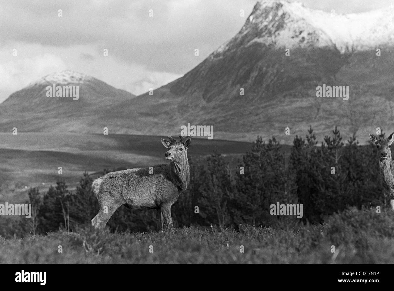 Cervo maschio, Sutherland.presi da Eric Hosking nel 1939 Foto Stock