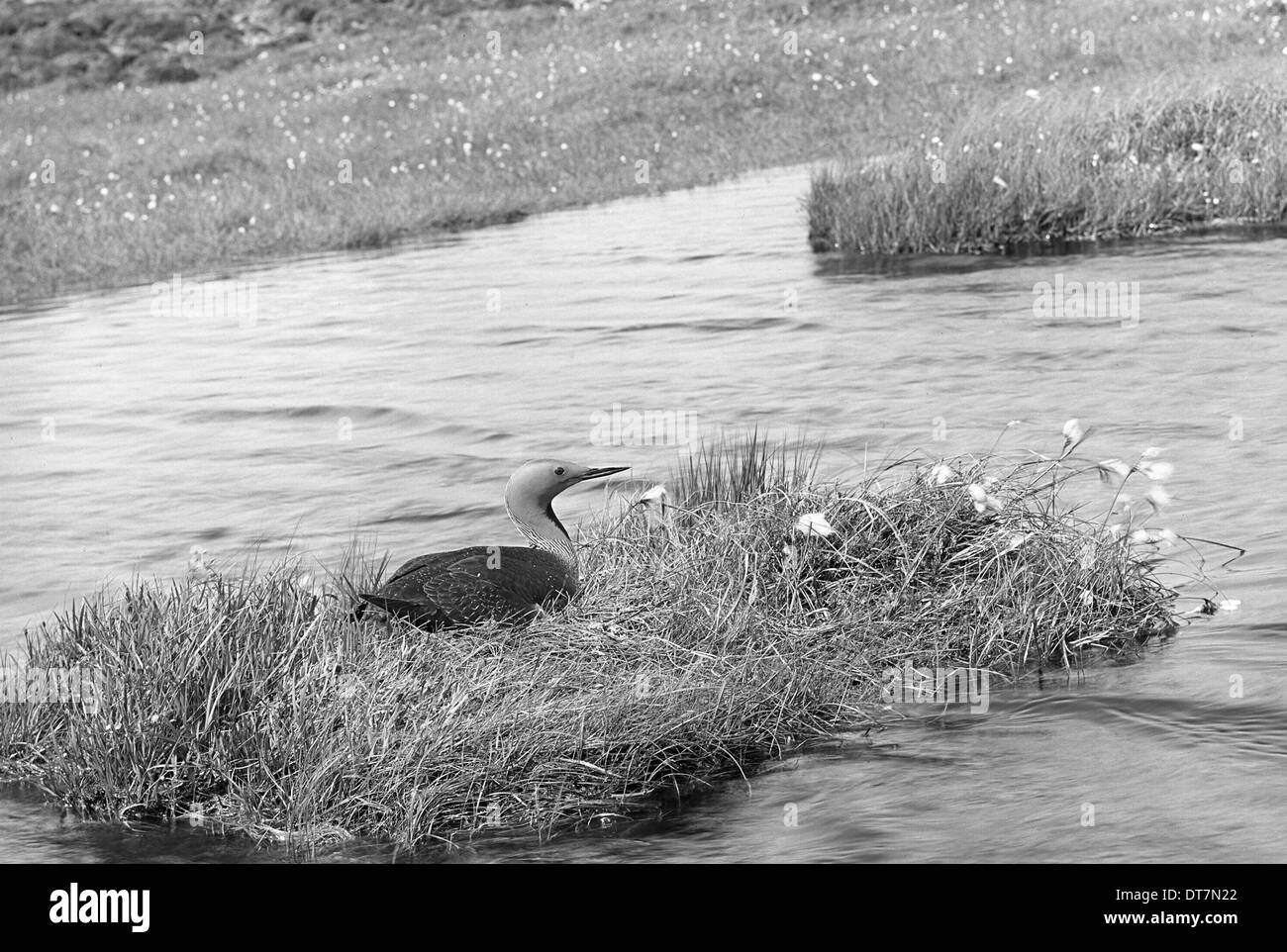 Red throated Diver - Hoy Orkney. Preso da Eric Hosking nel 1946 Foto Stock