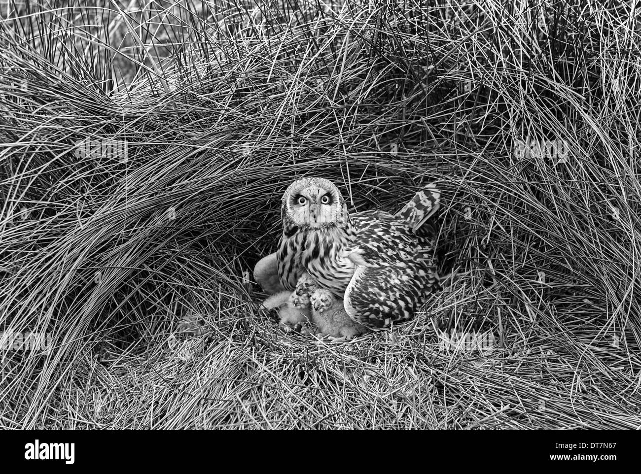 Breve eared Owl, Hickling 1943 Foto Stock