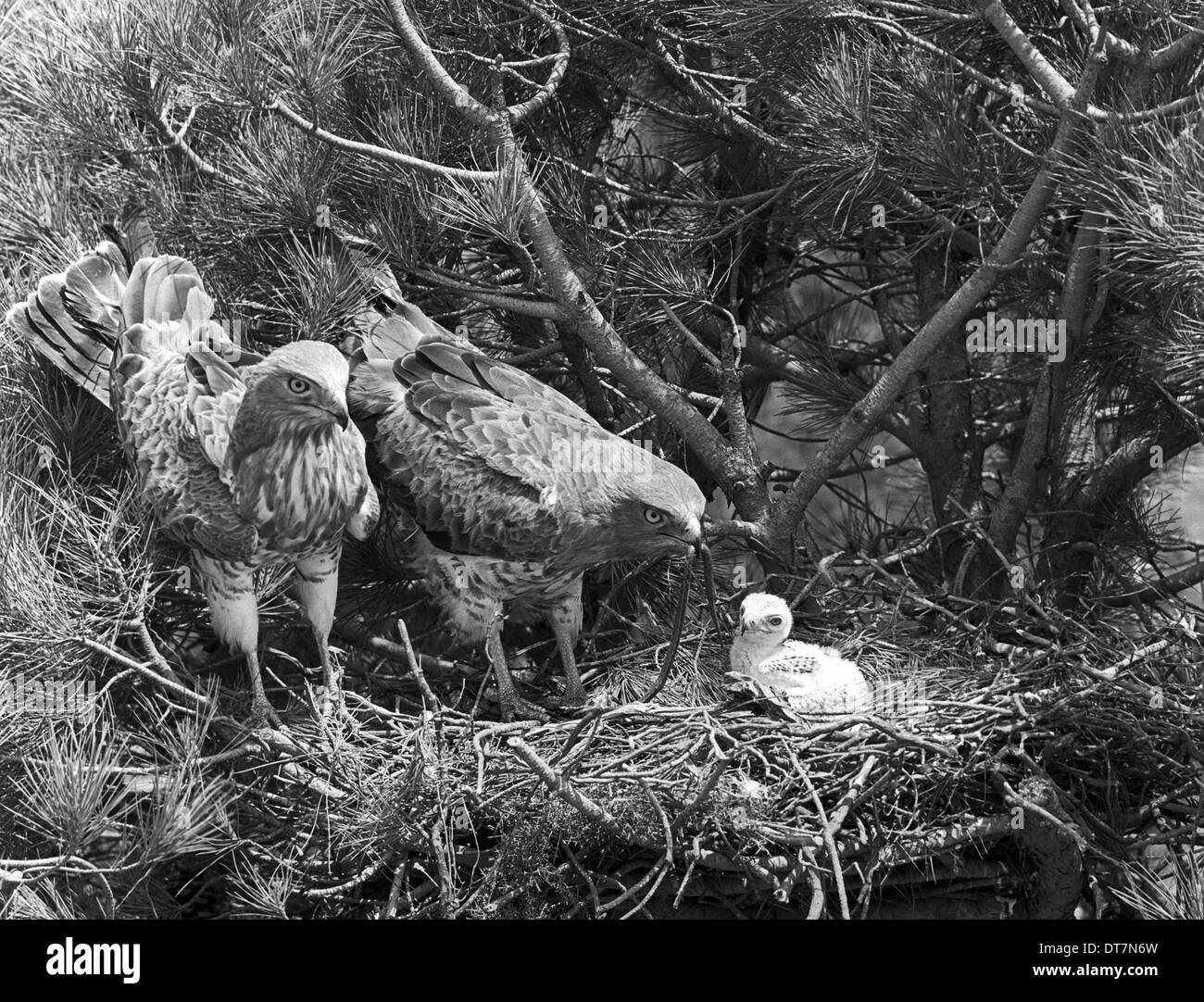 Breve toed Eagles al nido - Coto Donana , Spagna, 1957 Foto Stock