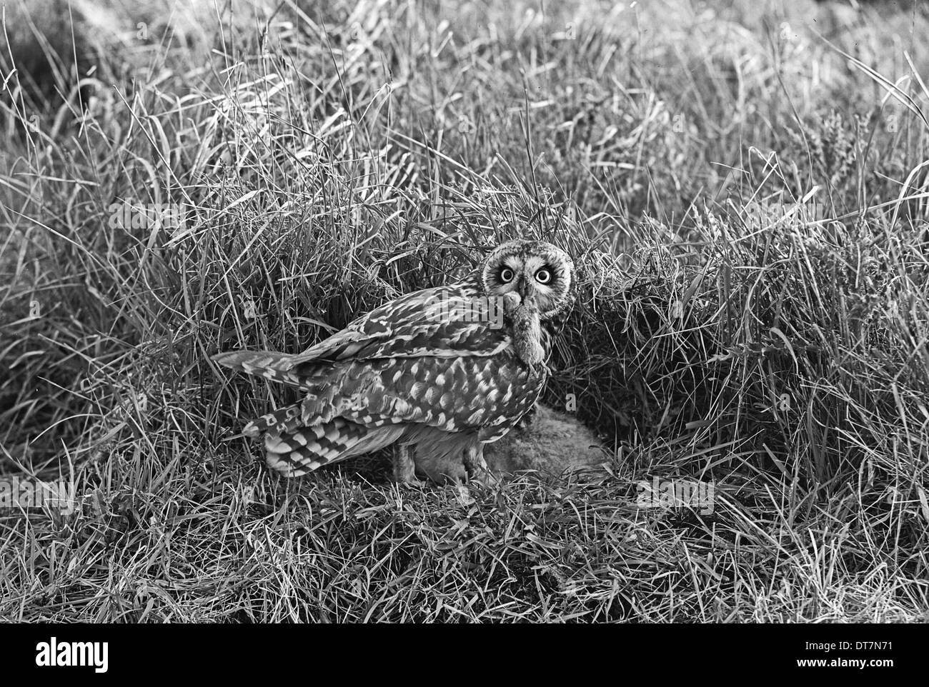 Breve eared Owl, Hickling,Norfolk, 1942 Foto Stock