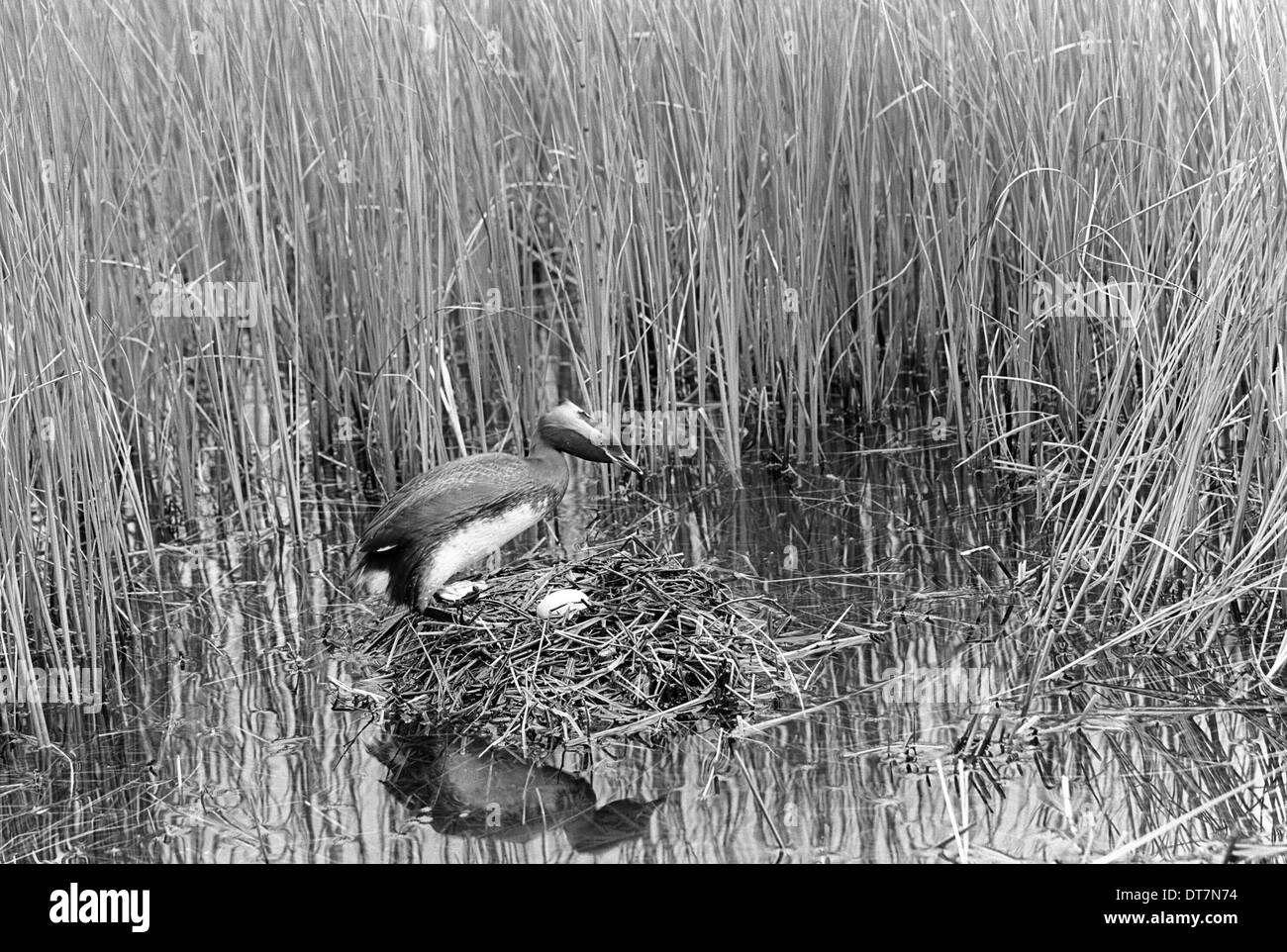 Svasso della Slavonia a nido. Loch Ruthven Inverness-shire 1939 Foto Stock