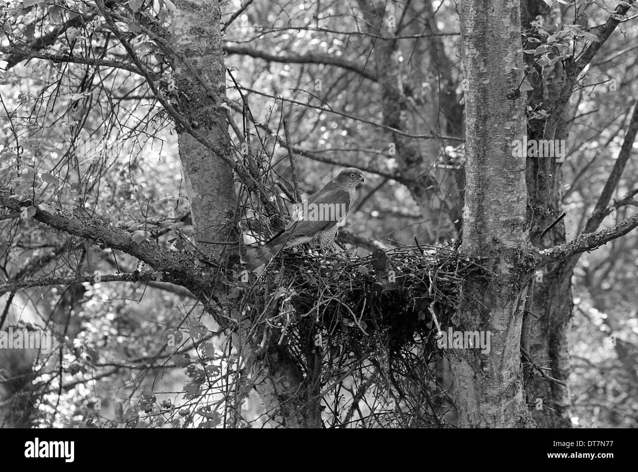 Lo Sparviero a nido, Hickling Norfolk 1941 Foto Stock
