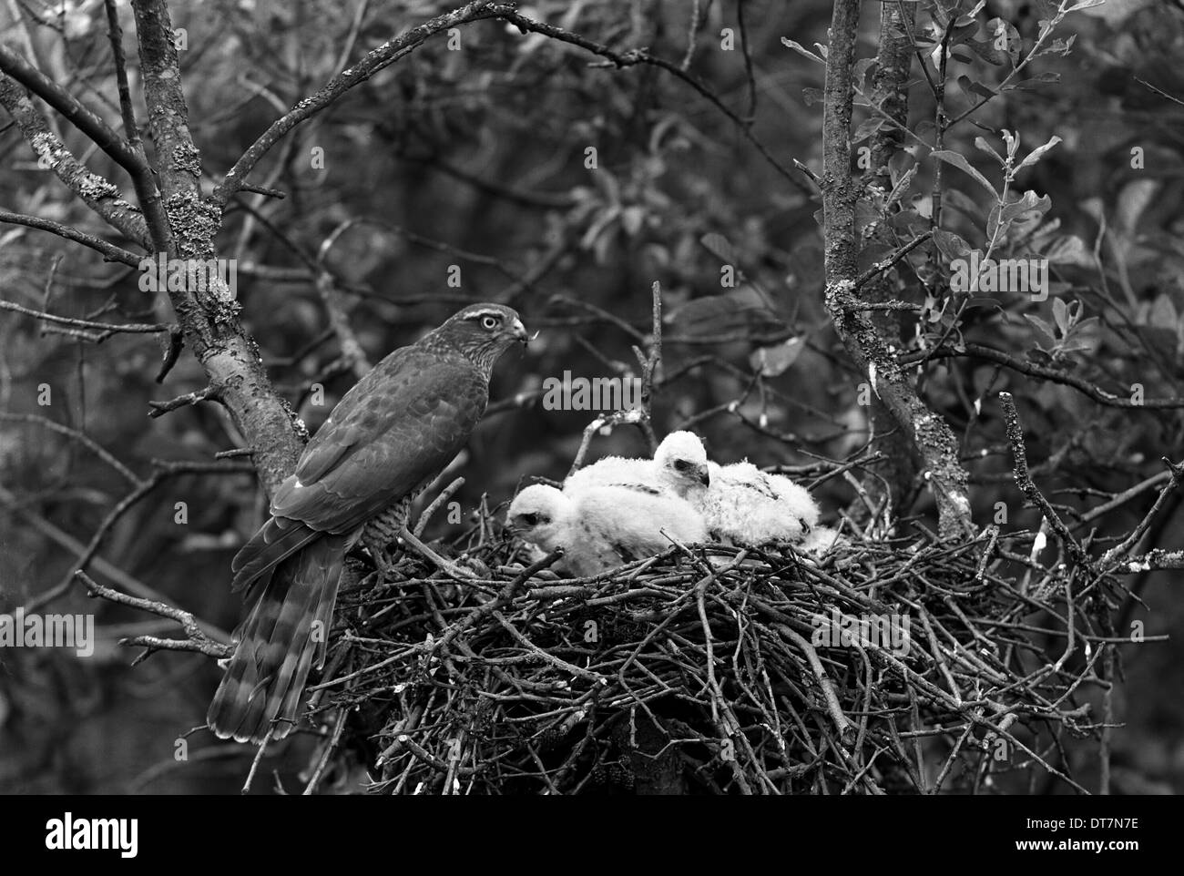 Lo Sparviero a nido, Hickling Norfolk 1942 Foto Stock