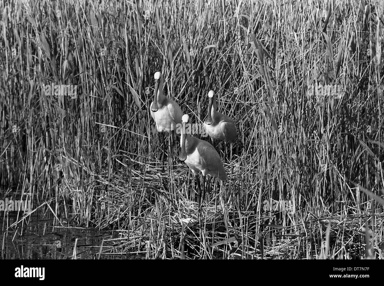 Le spatole, giugno 1961, Marchio 17 Fotocamera, Tele-tessar 32cm lente, F32, 1/50, Foto Stock