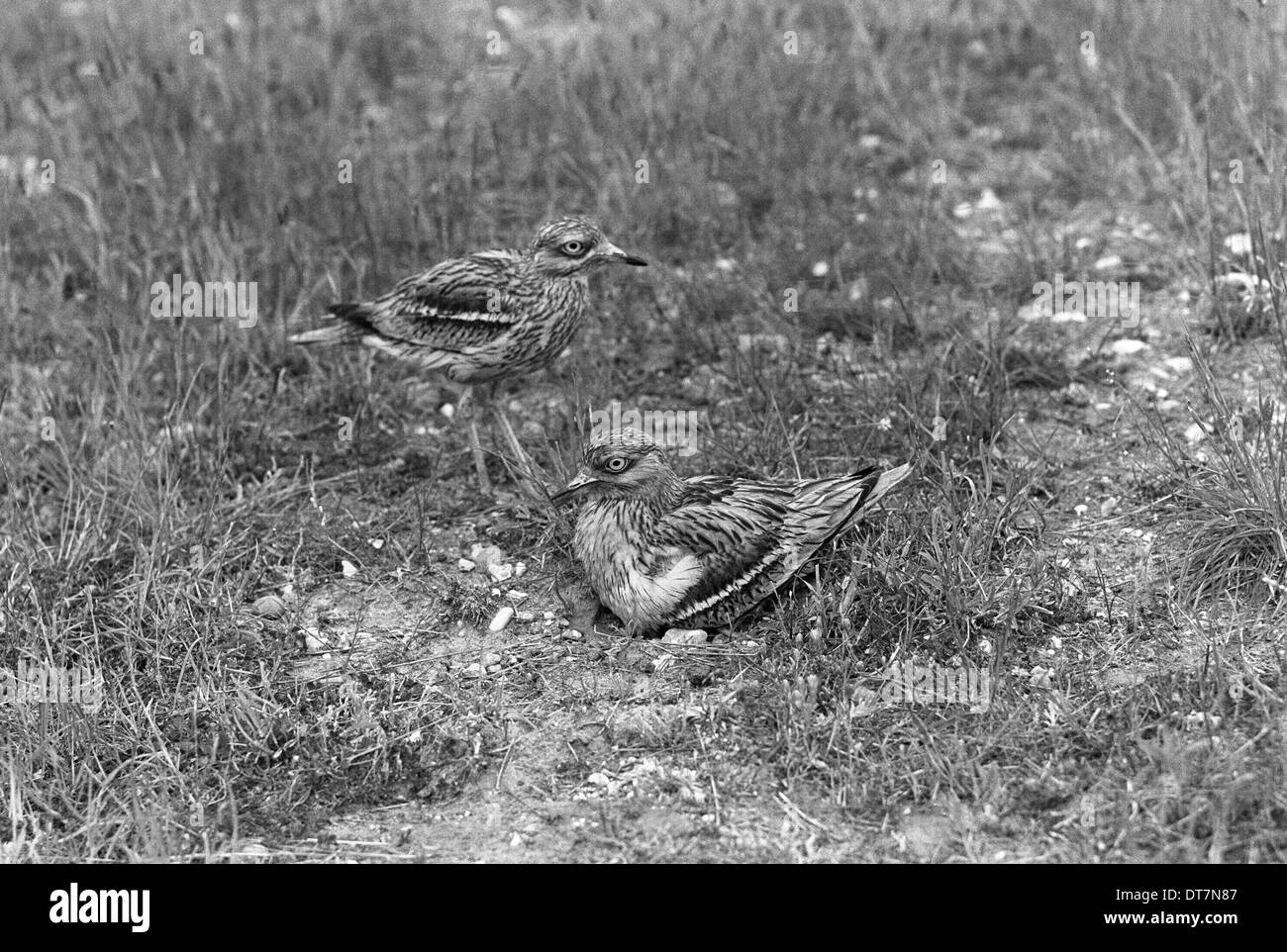 Stone Curlew cambiare oltre al nido - Eyke Suffolk 1936. Foto Stock